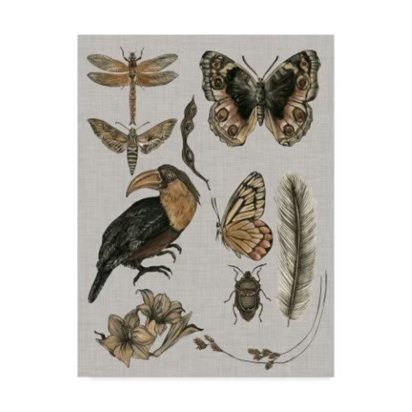 Melissa Wang 'Nature Studies I' Canvas Art, 14x19, Trademark Fine Art, Mfr#: WAG09249-C1419GG